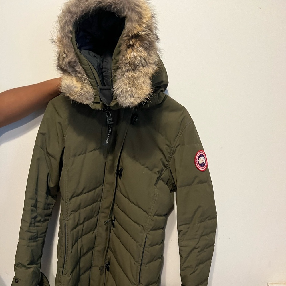 Canada goose